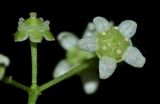 Euonymus maximowiczianus