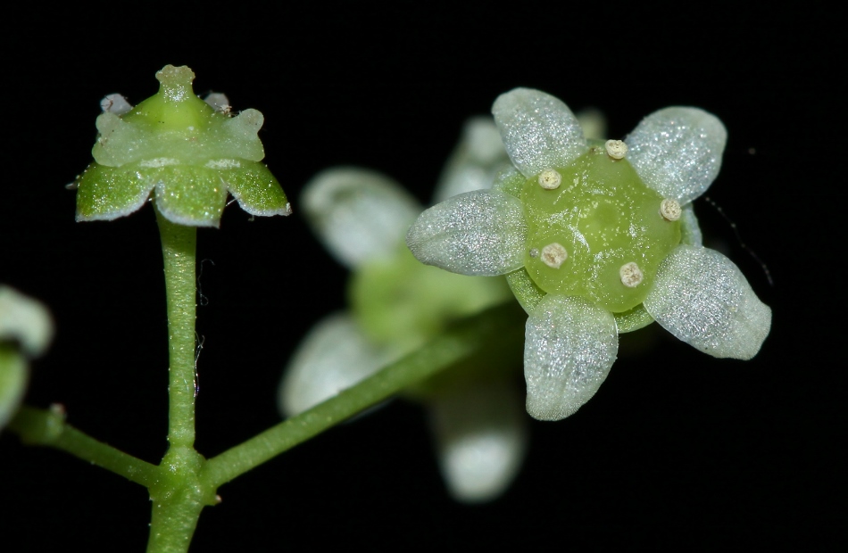 Изображение особи Euonymus maximowiczianus.