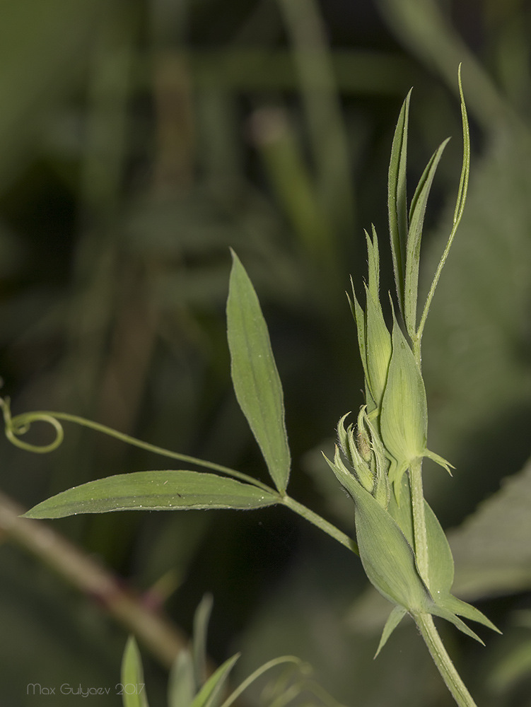 Изображение особи Lathyrus pratensis.