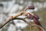 Alnus glutinosa. Женские цветочные почки на длинных ножках - признак черной ольхи. Чувашия, окр. г. Шумерля, берег р. Сура. 26 марта 2008 г.