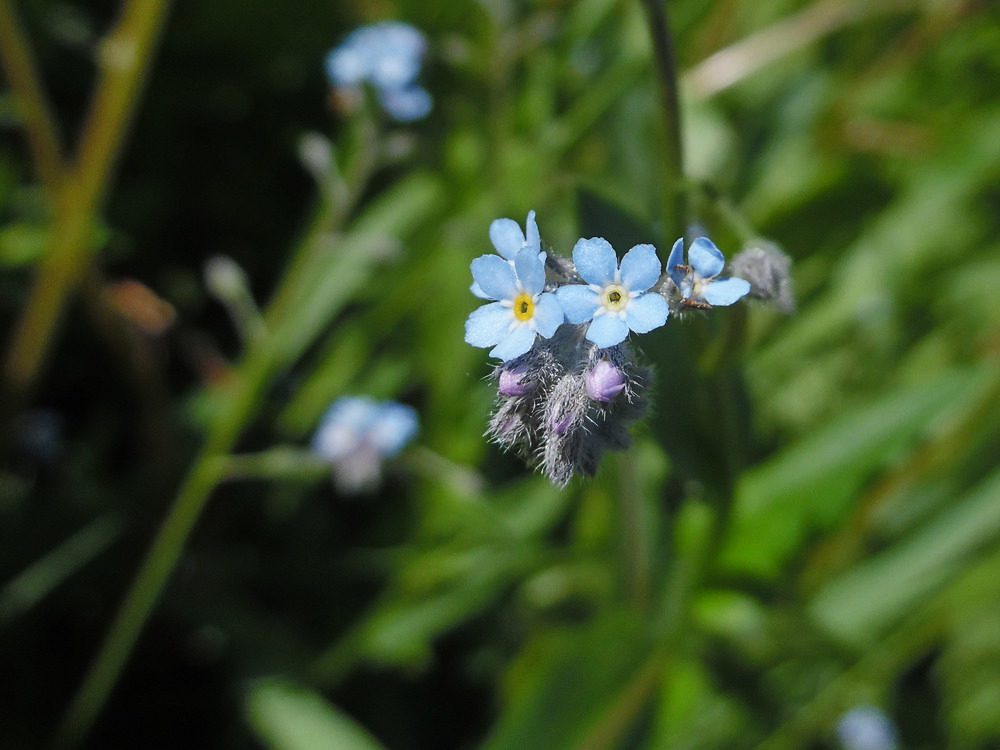 Изображение особи Myosotis arvensis.