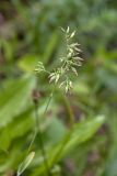 Poa alpigena. Соцветие. Мурманская обл., Кольский р-н, окр. пос. Дальние Зеленцы, окр. Столбового озера, склон северной экспозиции небольшой сопки, сыроватая луговина на скальном карнизе. 30.07.2017.