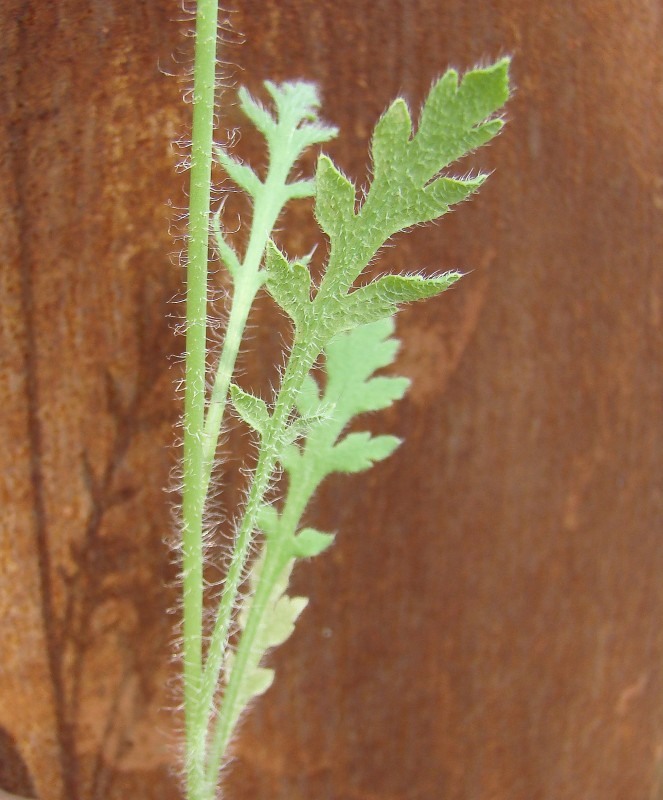 Изображение особи Papaver dubium.