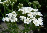 Achillea alpina