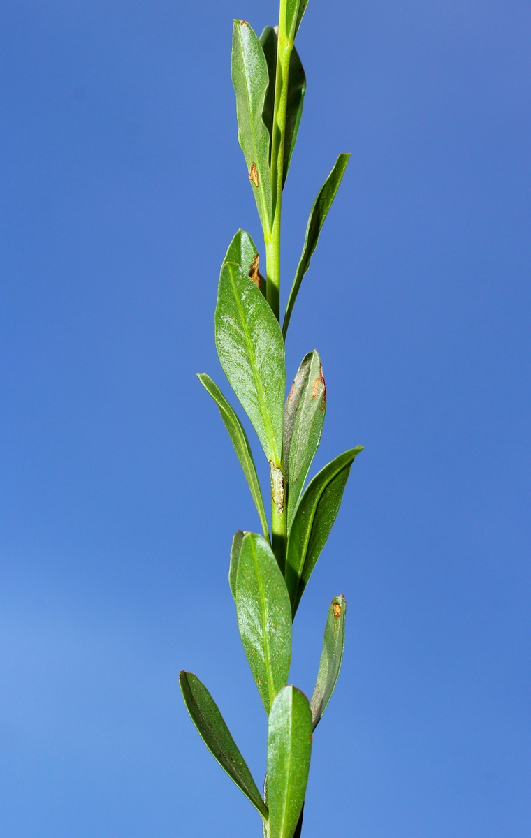 Image of Euphorbia subtilis specimen.