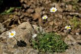 Anthemis chia