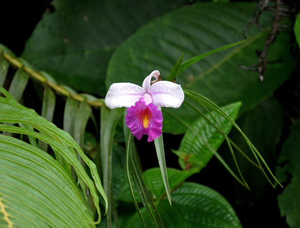 Изображение особи Arundina graminifolia.