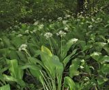 Allium ursinum. Цветущие растения. Крым, Симферопольский р-н, окр. с. Кизиловое, на пологом берегу ручья, протекающего через дачный посёлок. 2 мая 2018 г.