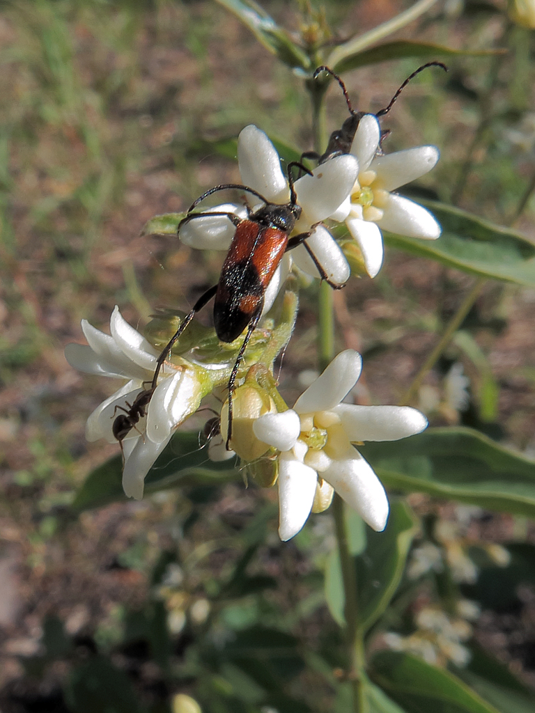 Изображение особи Vincetoxicum albovianum.