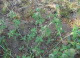 Trifolium diffusum