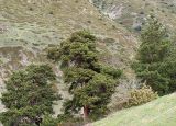 Pinus sylvestris subspecies hamata. Старые деревья на горном склоне возле святого места Нары Дзуар. Северная Осетия, Алагирское ущелье, Нарская котловина, окр. пос. Нар, склоны Бокового хребта, 1730 м н.у.м. 07.05.2010.