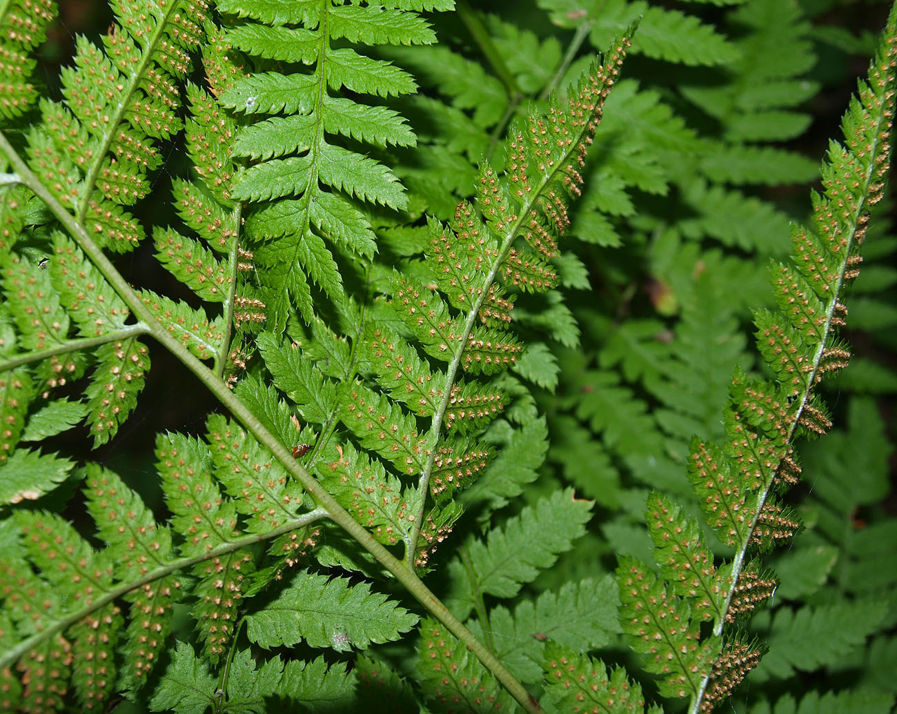 Изображение особи Dryopteris carthusiana.