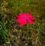 Dianthus mainensis