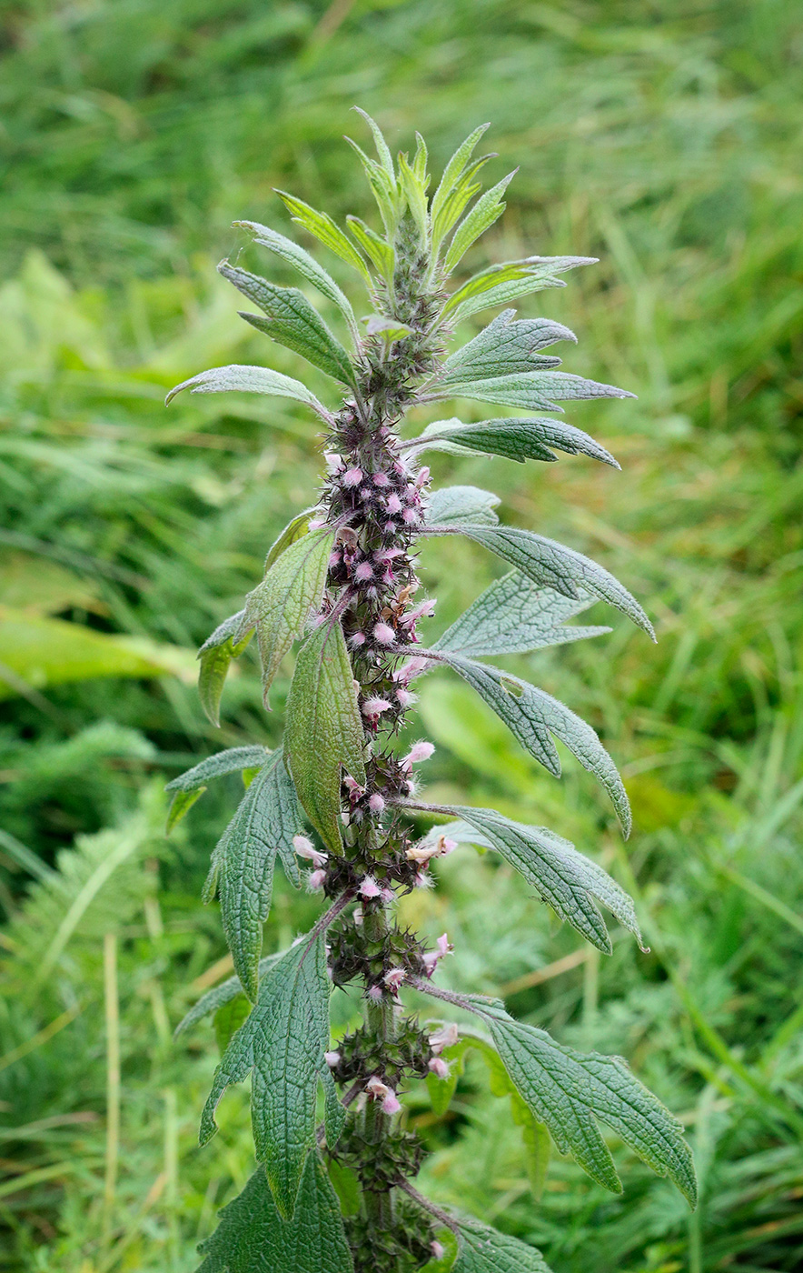 Изображение особи Leonurus quinquelobatus.