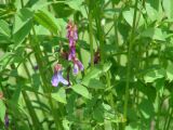 Vicia baicalensis