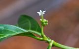 Morinda citrifolia. Часть побега с соцветием. Израиль, Шарон, г. Тель-Авив, ботанический сад университета. 22.10.2018.