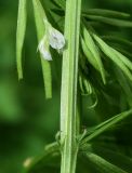 Vicia hirsuta