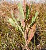 Sonchus arvensis подвид uliginosus. Основание цветущего растения. Краснодарский край, м/о город-курорт Анапа, окр. станицы Благовещенская, Витязевская коса, закреплённые пески, подтапливаемое место. 05.10.2019.