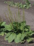 Plantago major