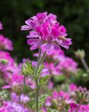 род Pelargonium