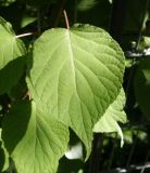 Actinidia kolomikta