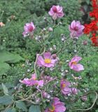 Anemone scabiosa