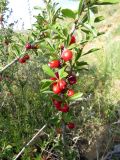 Cerasus tianshanica