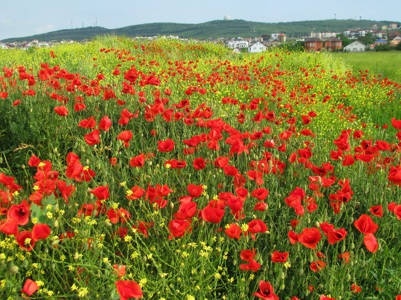 Изображение особи Papaver rhoeas.