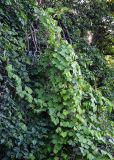 семейство Fabaceae. Вегетирующие растения на ветвях липы. Грузия, Аджария, Батумский ботанический сад. 16.06.2023.