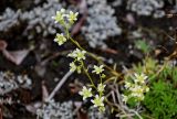 Saxifraga spinulosa