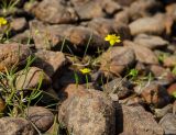 Ranunculus reptans