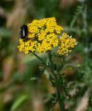 Achillea arabica