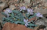 Cysticorydalis fedtschenkoana. Цветущее растение. Киргизия, Ошская обл., Памир, Заалайский хр., перевал Путешественников, ≈ 4100 м н.у.м., каменистый склон. 06.07.2022.