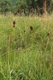 Sanguisorba officinalis. Верхушки цветущих растений. Карачаево-Черкесия, Зеленчукский р-н, долина р. Аксаут, окр. аула Красный Карачай. 12.08.2011.