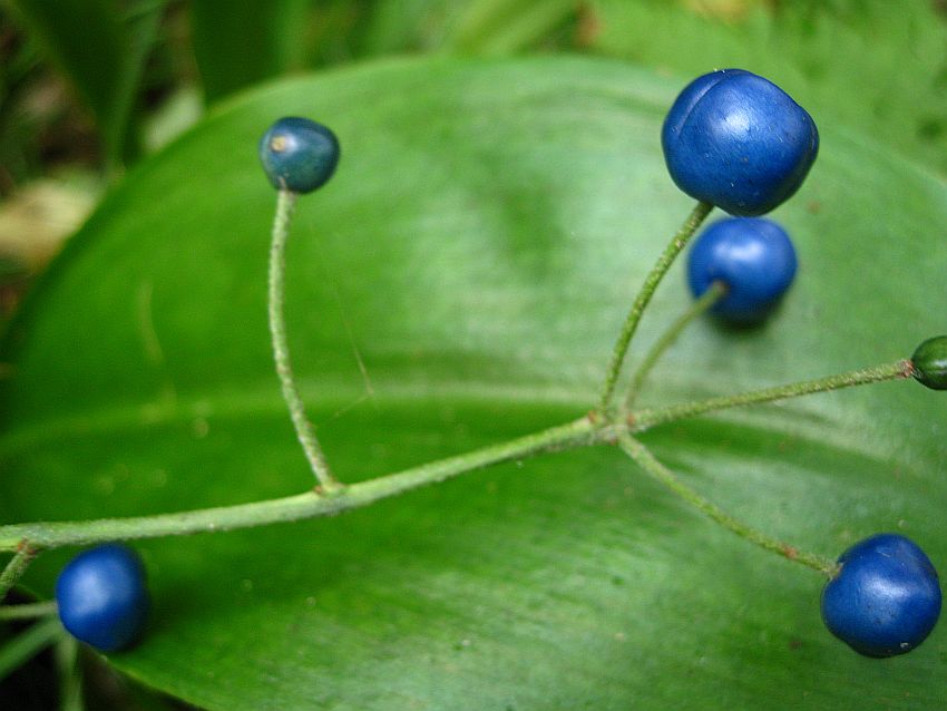 Image of Clintonia udensis specimen.