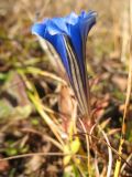 Gentiana veitchiorum