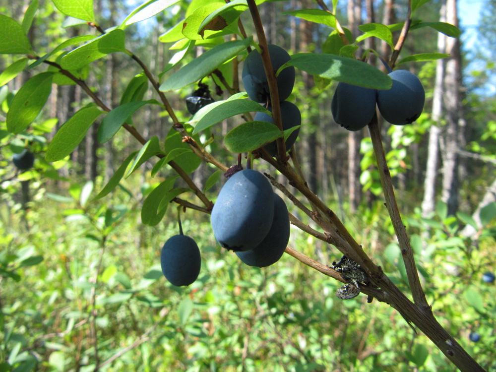 Изображение особи Vaccinium uliginosum.