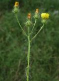 Crepis setosa