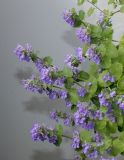 Nepeta &times; faassenii