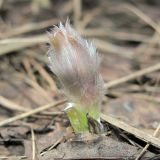 Pulsatilla patens