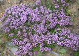 Thymus jenisseensis