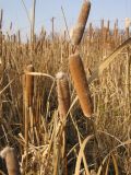 Typha &times; glauca