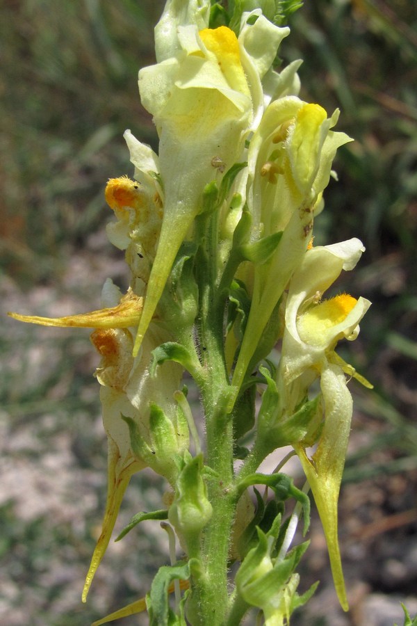 Изображение особи Linaria vulgaris.