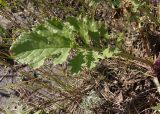 Senecio borysthenicus. Прикорневой лист. Украина, Запорожская обл., Запорожский р-н, в балке возле Кушугумского кладбища. 09.06.2013.