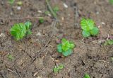 Carpinus betulus. Ювенильные растения. Нагорный Карабах, Мартунинский р-н, окр. дер. Ннги, опушка широколиственного леса. 07.05.2013.