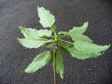 Fraxinus excelsior var. diversifolia