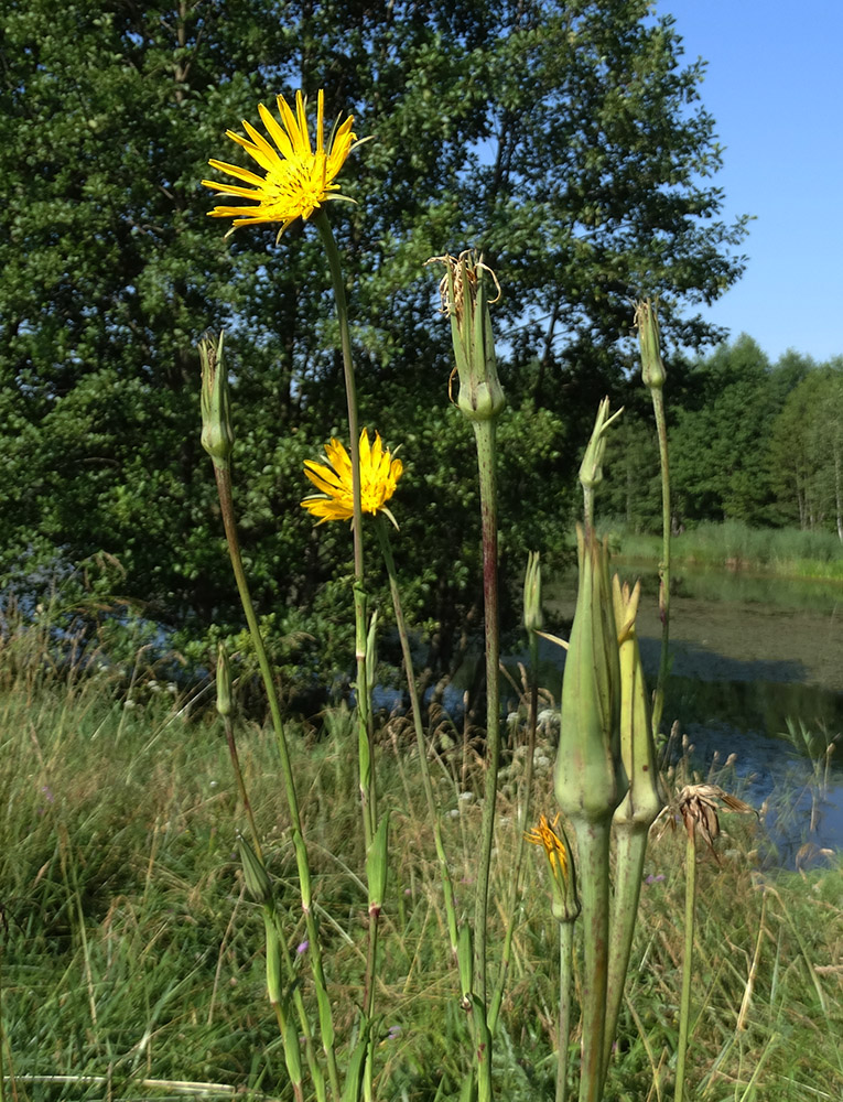 Изображение особи род Tragopogon.