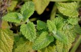 Teucrium hircanicum