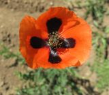 Papaver stevenianum. Цветок. Крым, вост. берег Симферопольского вдхр. 19 мая 2009 г.