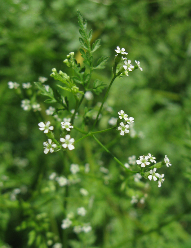 Изображение особи Anthriscus caucalis.